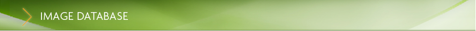 ../IMAGE DATABASE